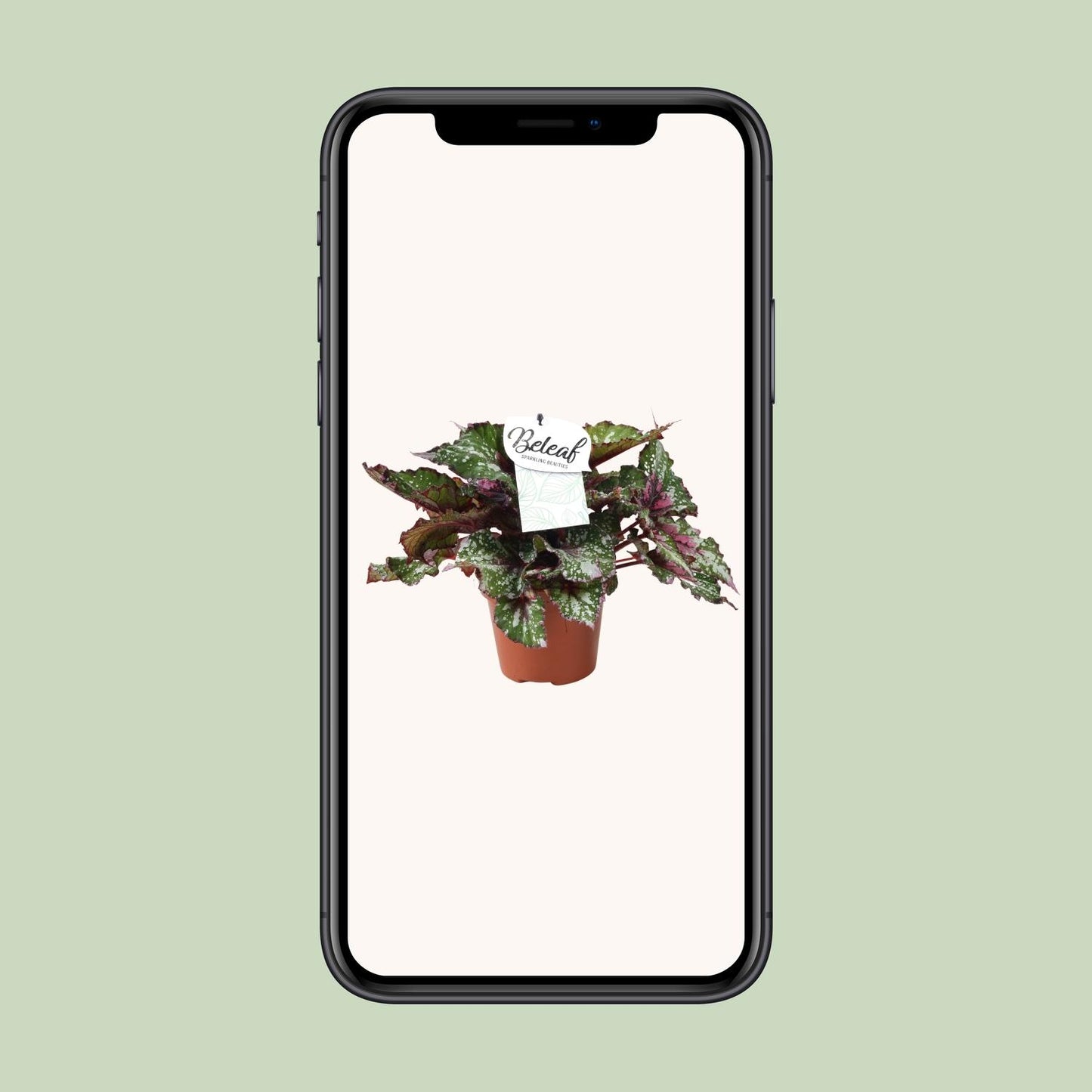 Begonia Beleaf Alaska Creek – Pflegeleichte Zimmerpflanze Ø17cm