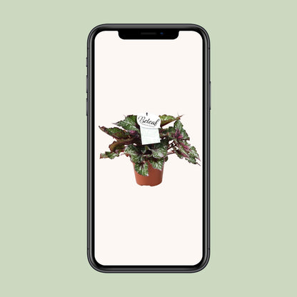 Begonia Beleaf Alaska Creek – Pflegeleichte Zimmerpflanze Ø17cm