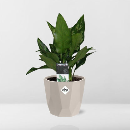 Aglaonema Maria in ELHO b.for rock 14 cm warm grey – Pflegeleichte Zimmerpflanze