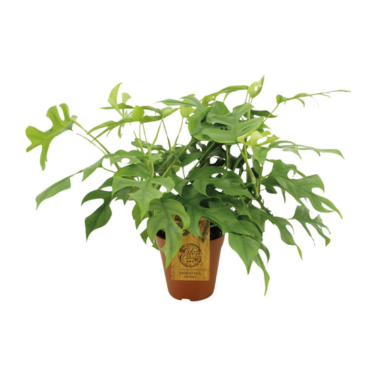 Monstera Minima – Pflegeleichte Zimmerpflanze Ø15 cm