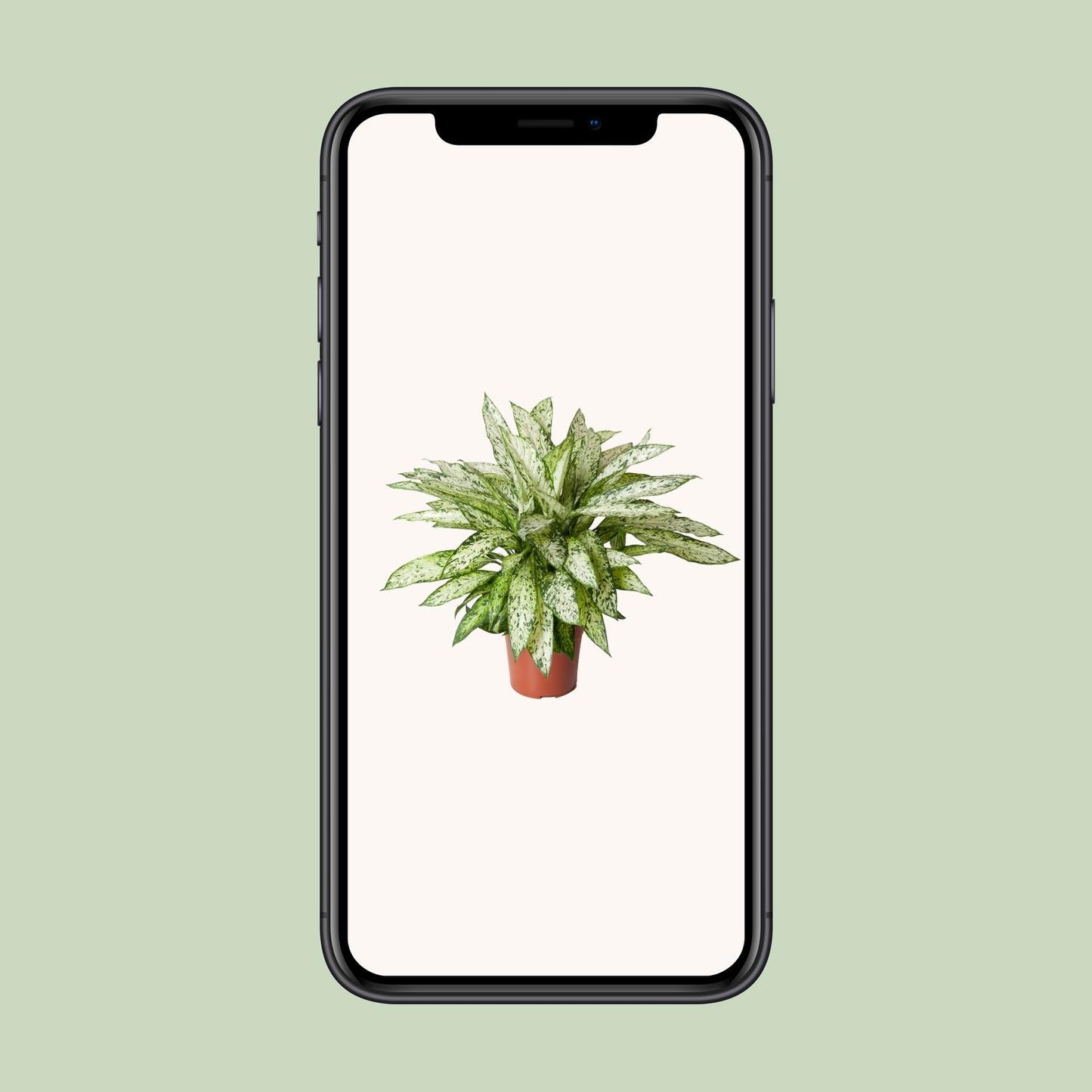 Dieffenbachia Vesuvius – pflegeleichte Zimmerpflanze Ø27cm