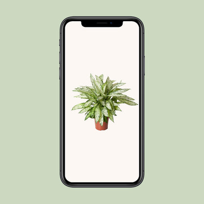 Dieffenbachia Vesuvius – pflegeleichte Zimmerpflanze Ø27cm
