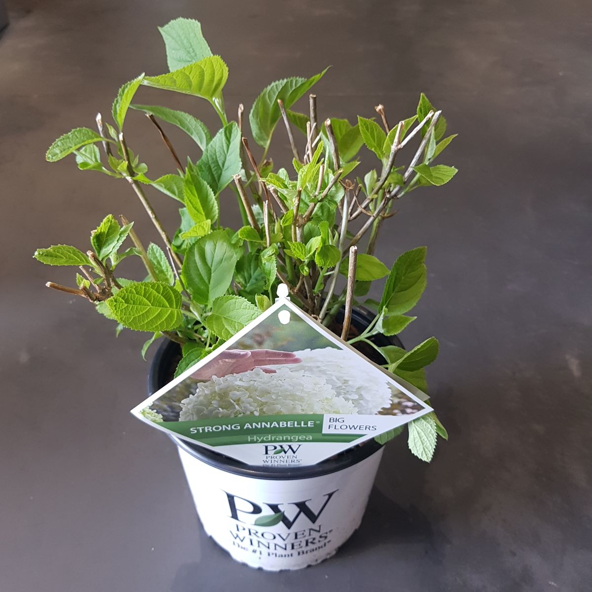 Hortensie Hydrangea arborescens 'Strong Annabelle' Ø19cm