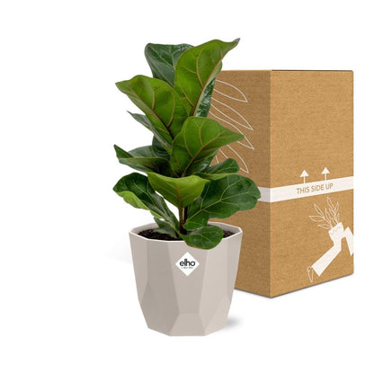 Ficus Lyrata ‘Bambino’ in ELHO b.for rock 14 cm warm grey