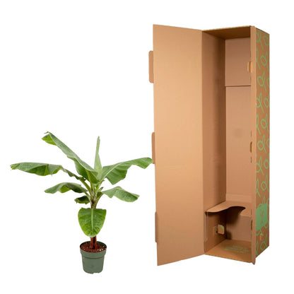 Bananenpflanze (Musa) – 170 cm, Ø 30 cm, pflegeleicht & robust