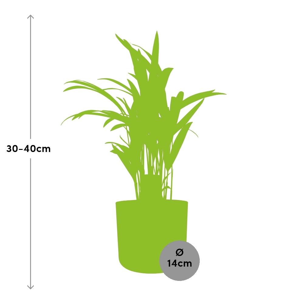 Dypsis Lutescens Bambuspalme 12 cm im ELHO b.for soft Topf