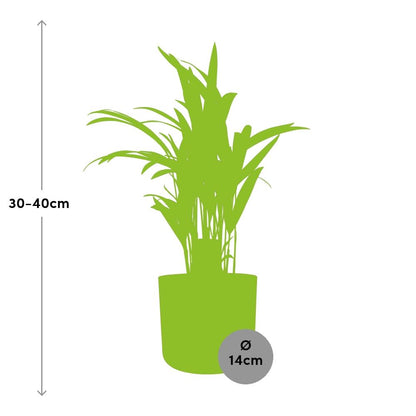 Dypsis Lutescens Bambuspalme 12 cm im ELHO b.for soft Topf