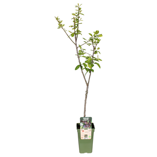 Prunus Domestica Opal – Robuste Pflaumenpflanze Ø19cm