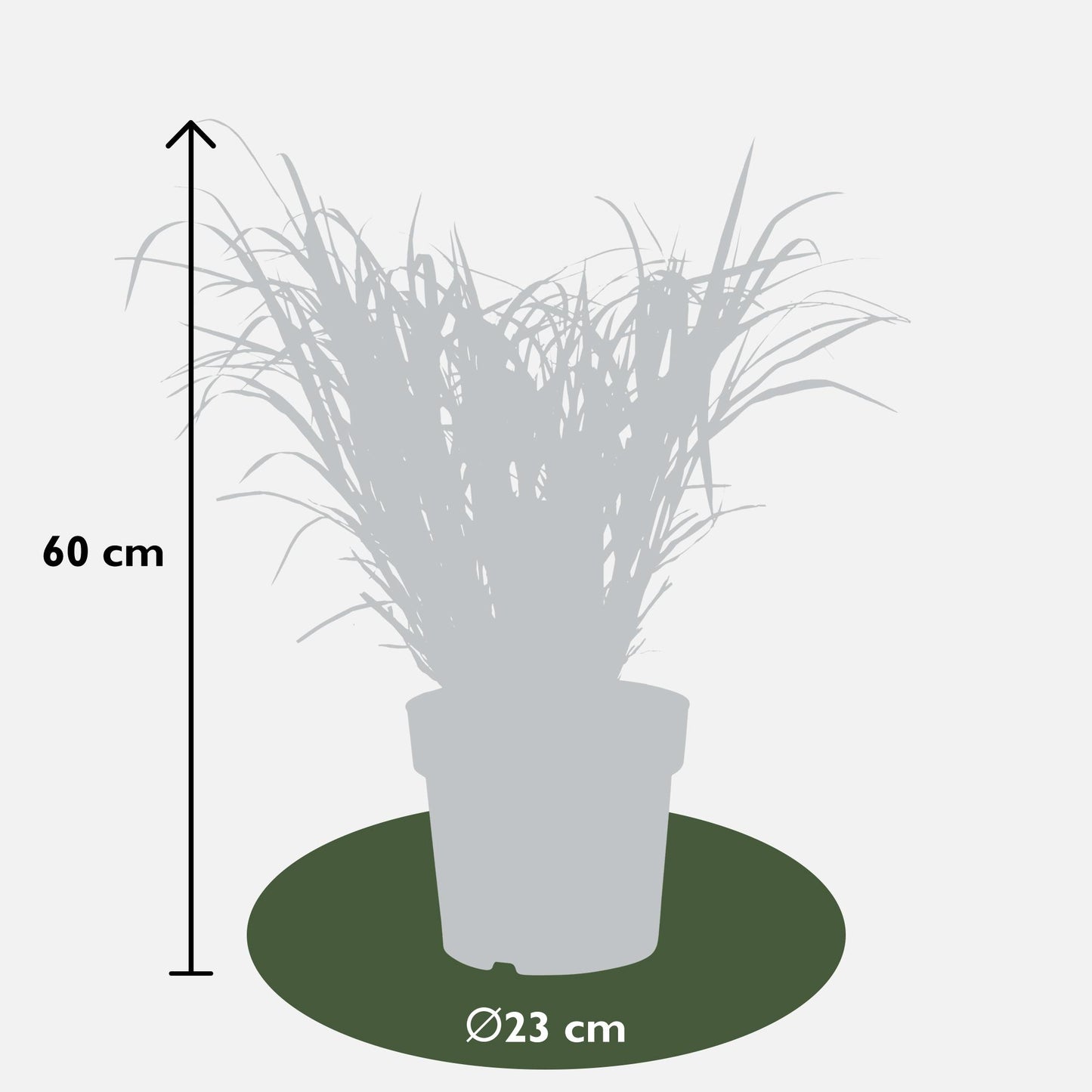 Miscanthus sinensis Strictus – Zebra Ziergras Ø23cm