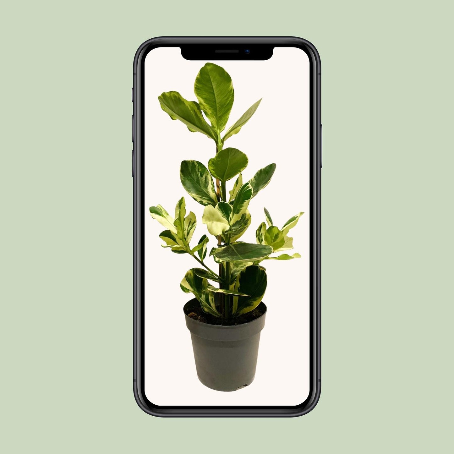 Clusia Rosea 'White Star' – Robuste & pflegeleichte Zimmerpflanze 60 cm