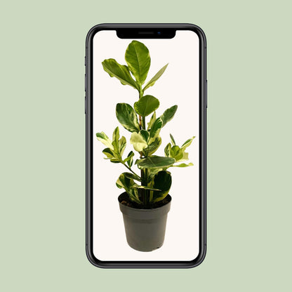 Clusia Rosea 'White Star' – Robuste & pflegeleichte Zimmerpflanze 60 cm