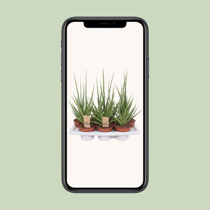 Sansevieria Gracilis Grey – Pflegeleichte Schwiegermutterzunge Ø14cm
