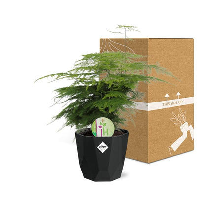 Spargelfarn (Asparagus densiflorus) im 14cm Topf