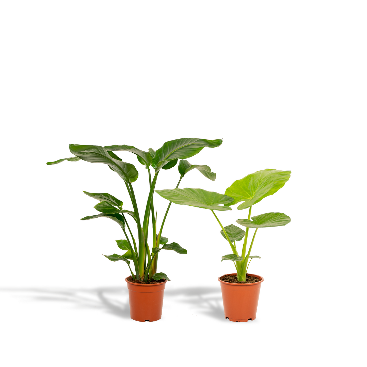 Strelitzia Nicolai & Alocasia Macrorrhiza – Stilvolle Zimmerpflanzen Ø19cm