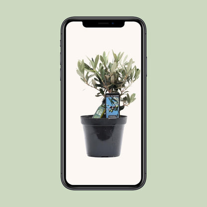 Olea Olive – Mediterrane, pflegeleichte Zimmerpflanze Ø13cm