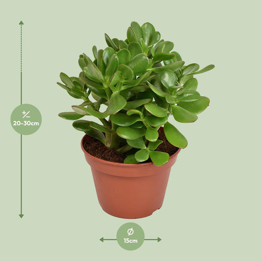 Crassula Ovata Convoluta – Pflegeleichte Jade-Pflanze Ø15cm