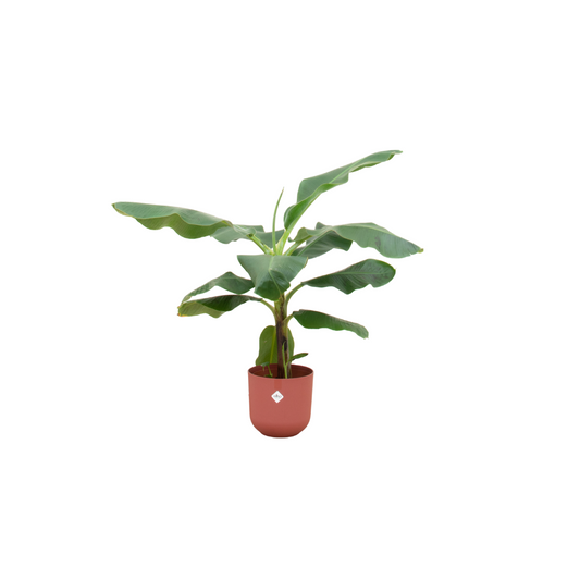 Bananenpflanze (Musa) im Elho Jazz Round Topf Ø23 cm