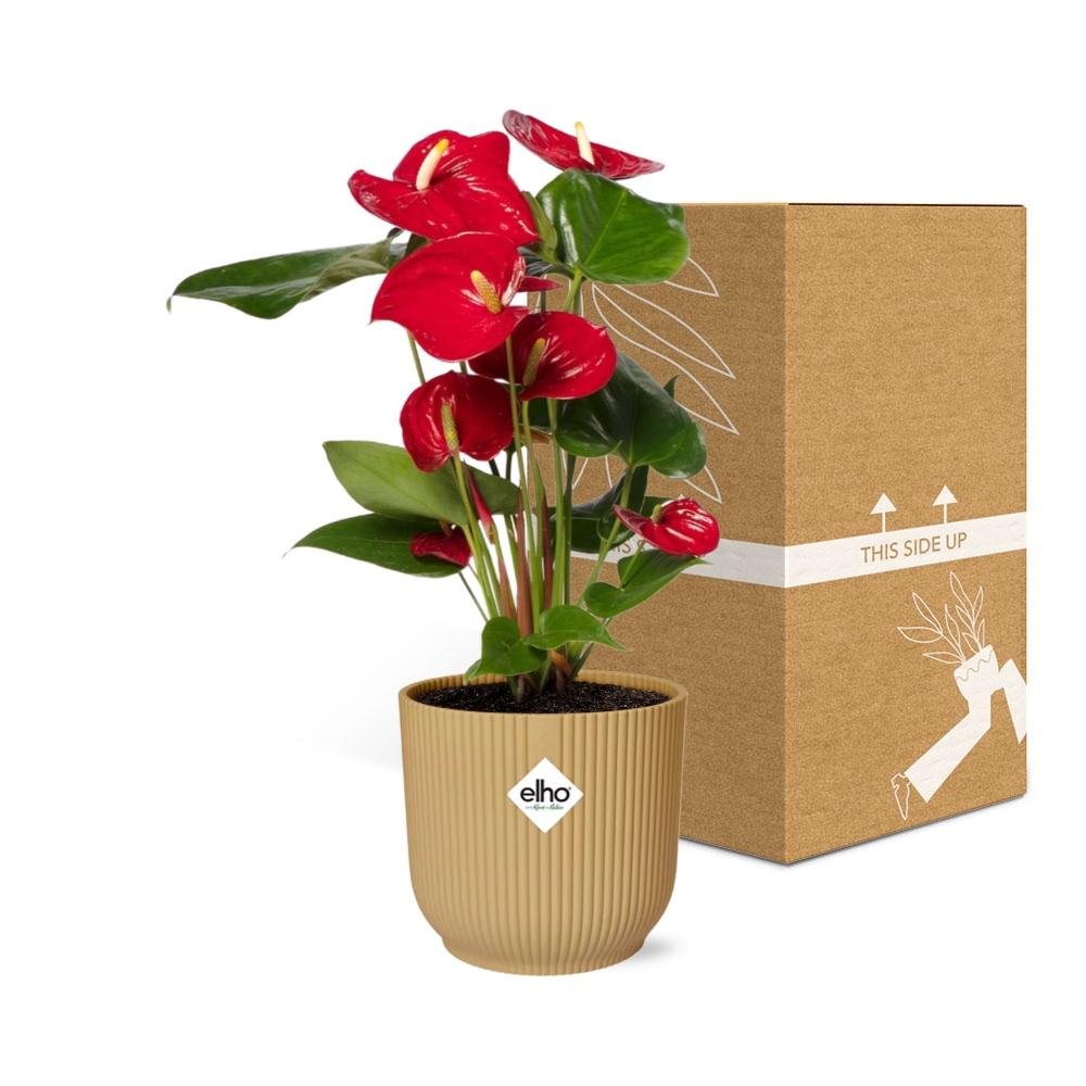 Anthurium Red 12cm im ELHO Vibes Fold Topf Gelb