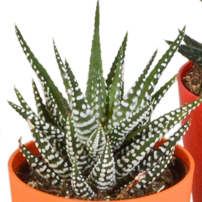 Gasteria & Haworthia Sukkulenten-Mix, 5er Set