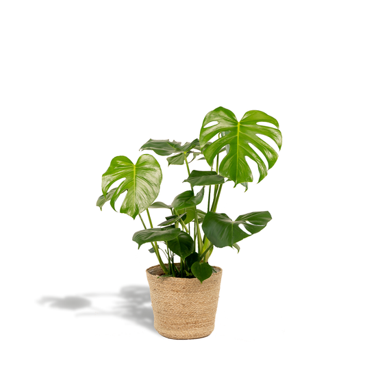 Monstera Deliciosa im Körbchen Selin – Ø21cm, ca. 80cm hoch