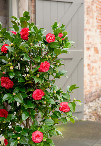 Camellia japonica 'Black Lace' – Immergrüner Strauch Ø19cm