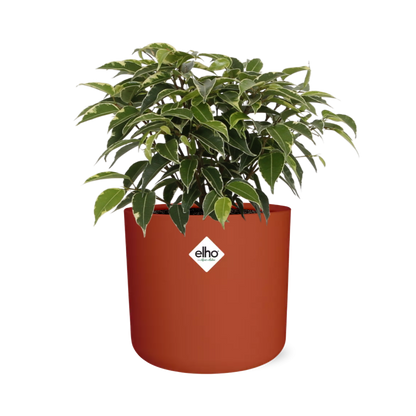 Ficus Benjamina Kinky – Pflegeleichte Zimmerpflanze 14cm