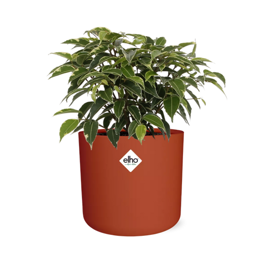 Ficus Benjamina Kinky – Pflegeleichte Zimmerpflanze 14cm