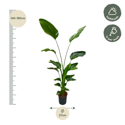 Strelitzia Nicolai – Weiße Paradiesvogel-Pflanze 170 cm