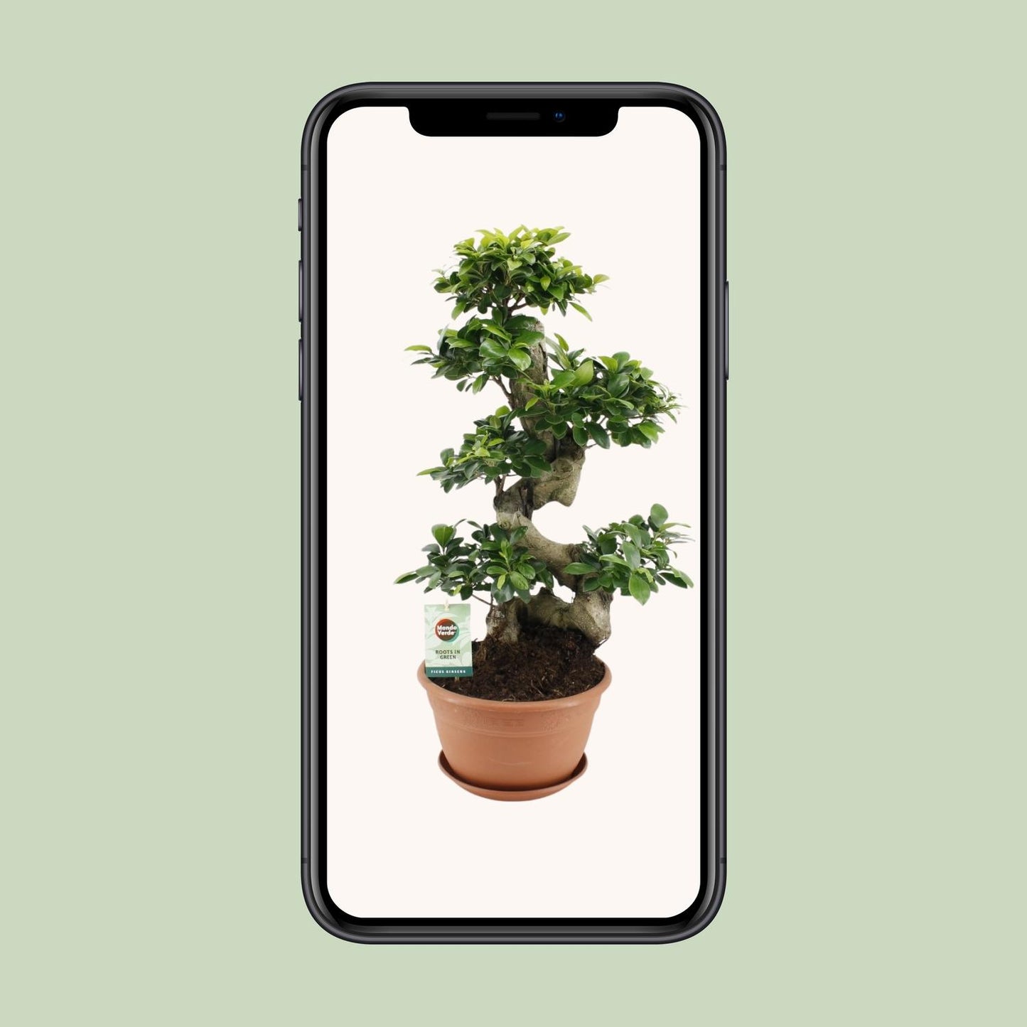 Ficus Ginseng – Pflegeleichter Zimmerbaum Ø27cm, 70cm hoch