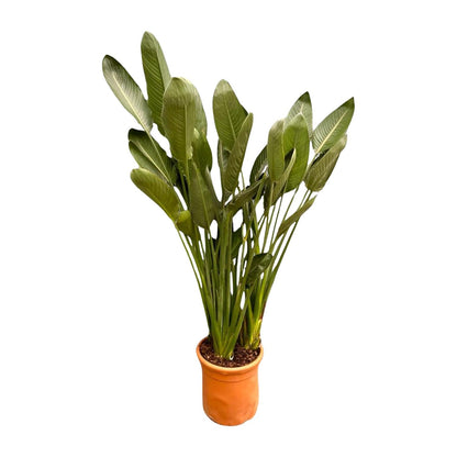Strelitzia Reginae XXL – Exotische Paradiesvogelblume 200 cm