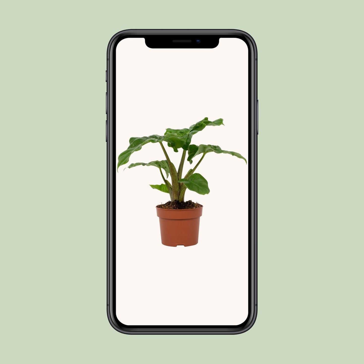 Alocasia Low Rider – Tropische, pflegeleichte Zimmerpflanze Ø12cm