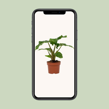 Alocasia Low Rider – Tropische, pflegeleichte Zimmerpflanze Ø12cm