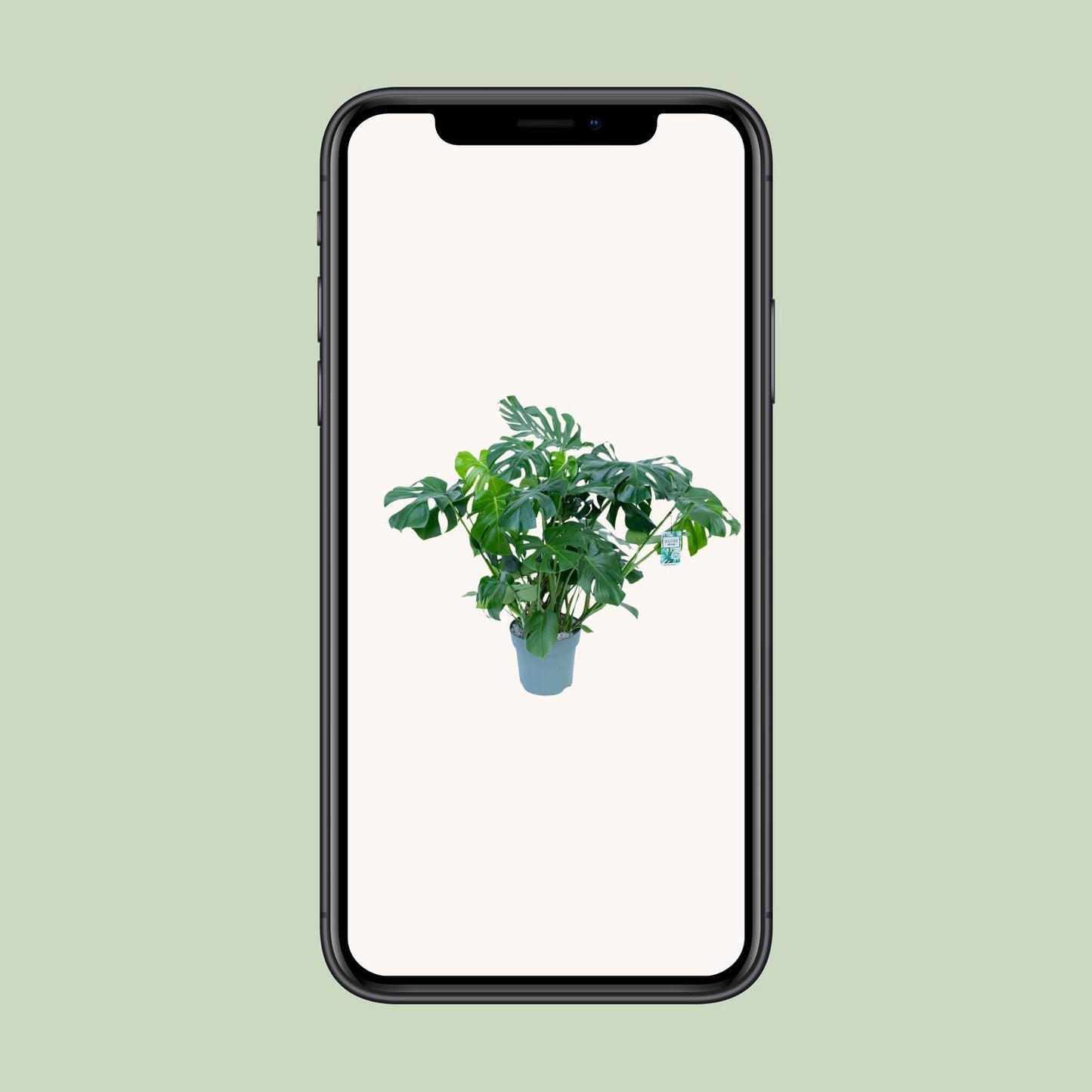 Monstera Deliciosa – Tropische, pflegeleichte Zimmerpflanze Ø30cm