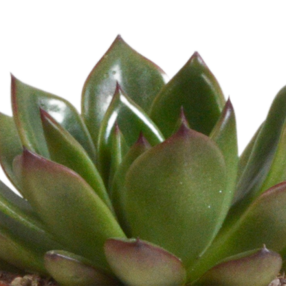 Echeveria-Mischung 3er Set im Terrakotta-Topf 8,5 cm