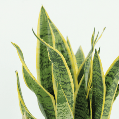 2x Sansevieria Laurentii – Pflegeleichte Frauenzunge 40 cm