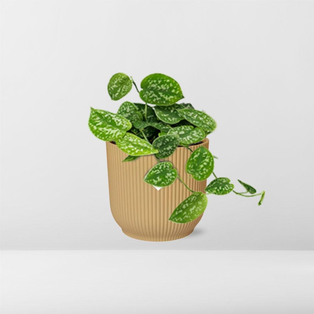 Scindapsus Pictus ‘Argyraeus’ in ELHO Vibes Fold 14cm Gelb