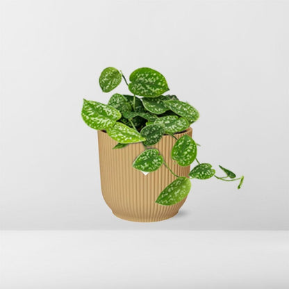 Scindapsus Pictus ‘Argyraeus’ in ELHO Vibes Fold 14cm Gelb