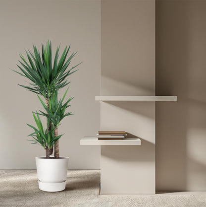 Yucca Elephantipes – 140 cm – pflegeleichte Elefantenpalme