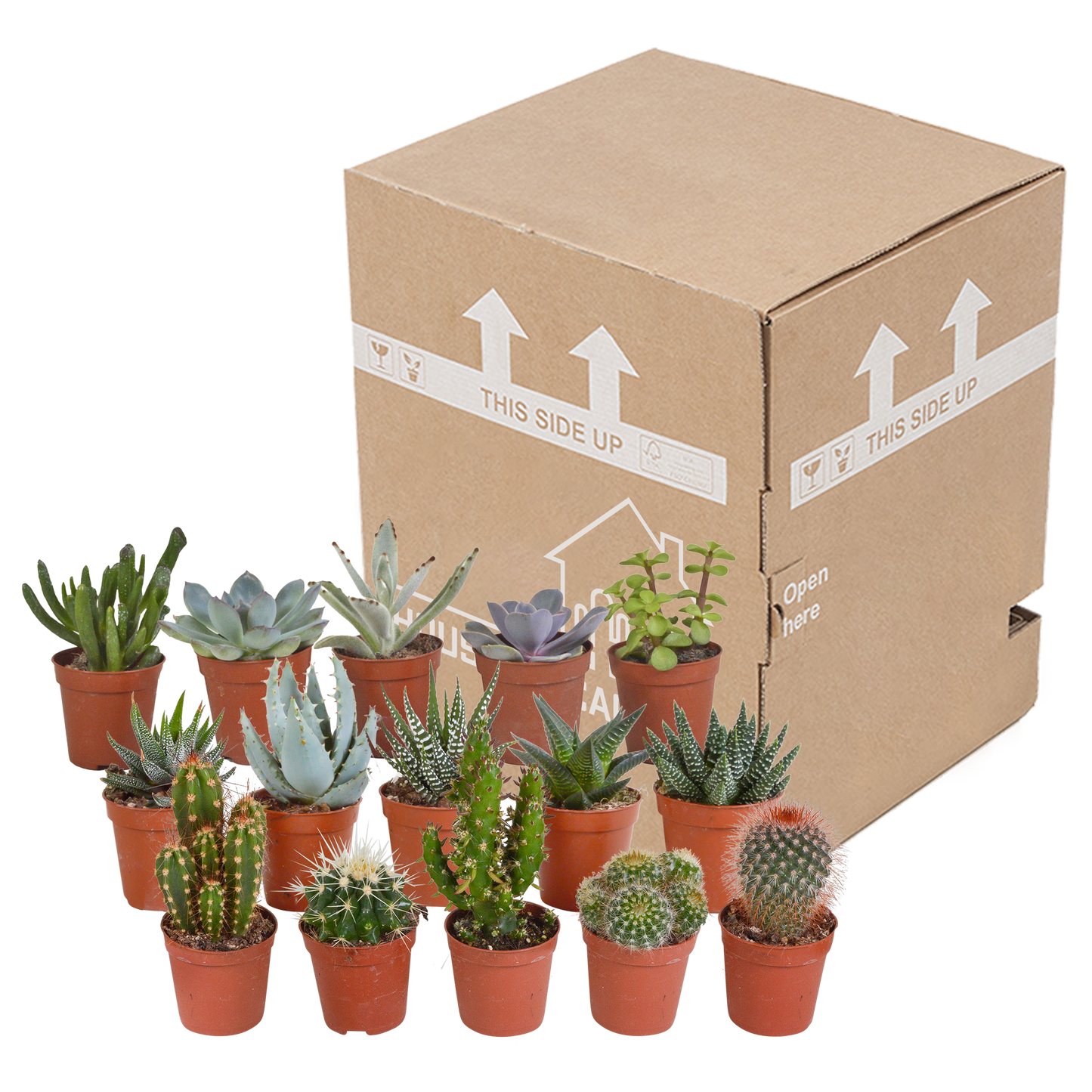 Kakteen & Sukkulenten Mischung 15er Set – Pflegeleicht & Exotisch