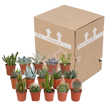 Kakteen & Sukkulenten Mischung 15er Set – Pflegeleicht & Exotisch