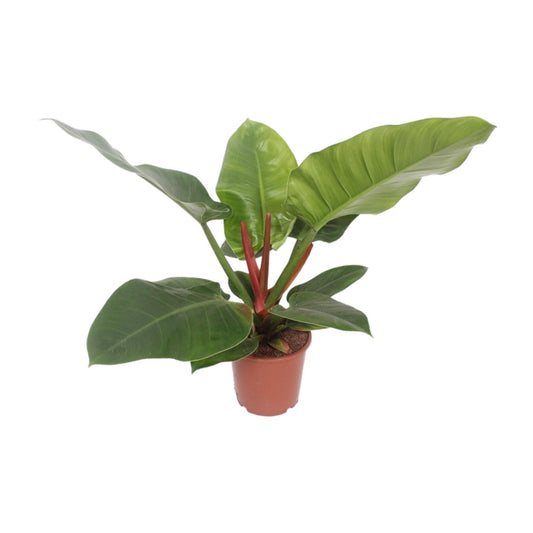 Philodendron Imperial Green – 60 cm pflegeleichte Zimmerpflanze
