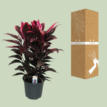 Cordyline Mambo – Tropische, pflegeleichte Zimmerpflanze Ø19cm