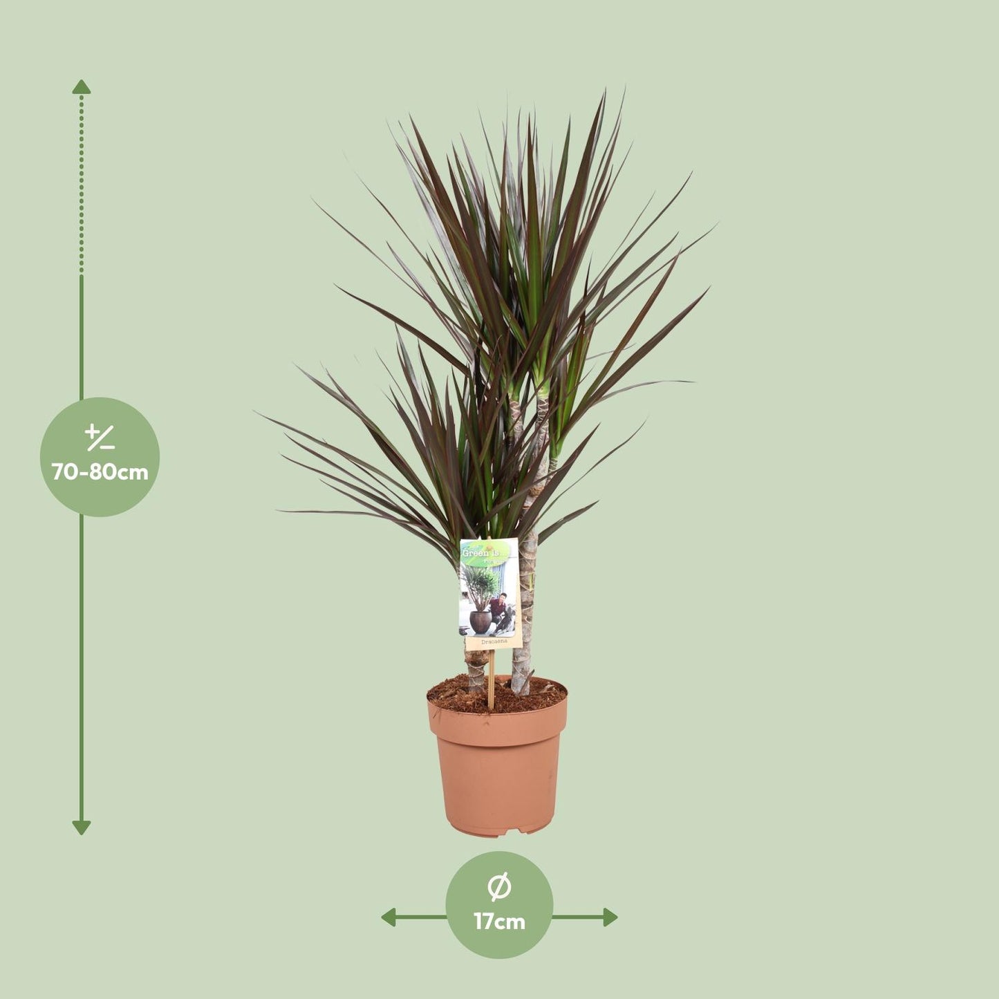 Dracaena Magenta – Pflegeleichter Drachenbaum Ø17cm, 80cm hoch