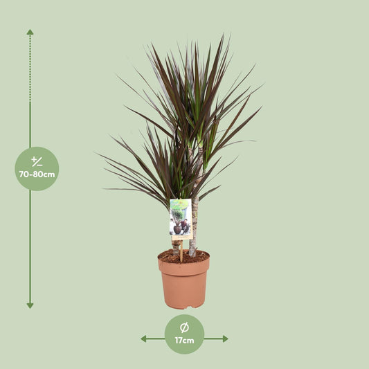 Dracaena Magenta – Pflegeleichter Drachenbaum Ø17cm, 80cm hoch