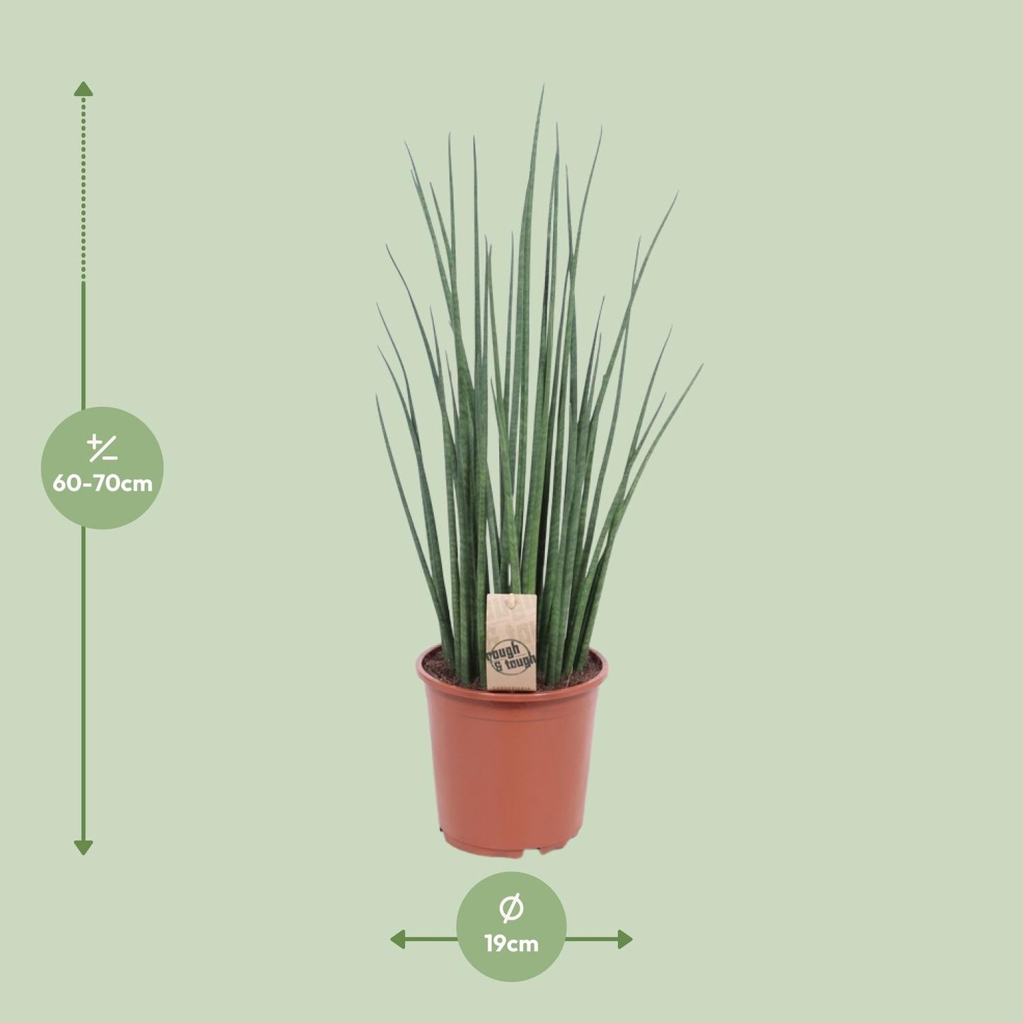 Sansevieria Mikado – 70 cm pflegeleichte Zimmerpflanze
