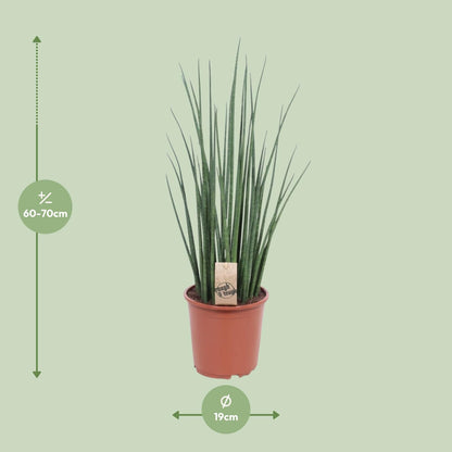 Sansevieria Mikado – 70 cm pflegeleichte Zimmerpflanze