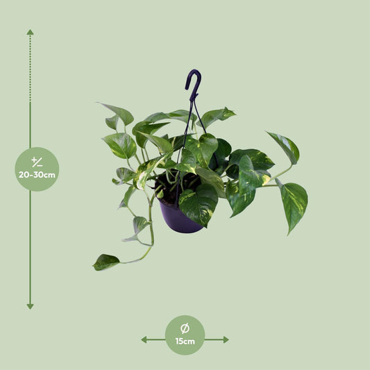 Scindapsus Pictus Trebie – Pflegeleichte Zimmerpflanze Ø15cm