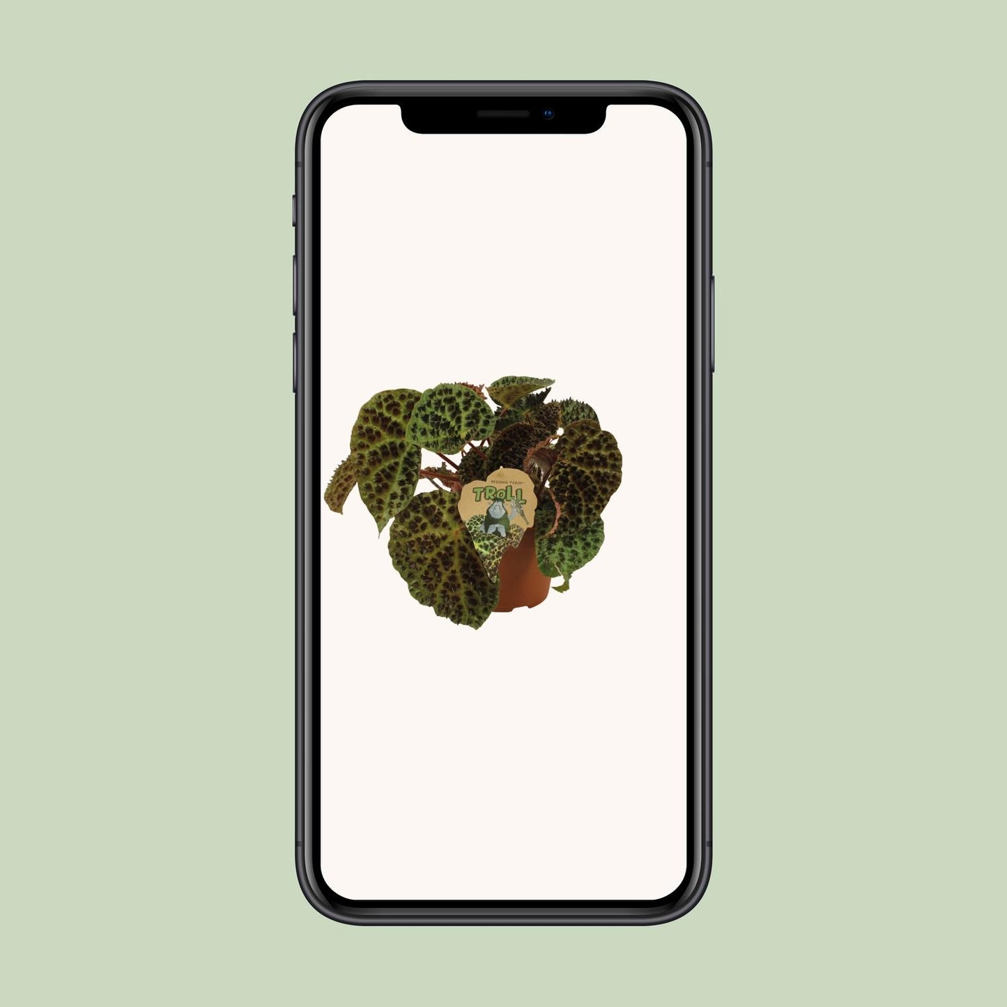 Begonia Rex Ferox – Pflegeleichte Zimmerpflanze Ø17 cm