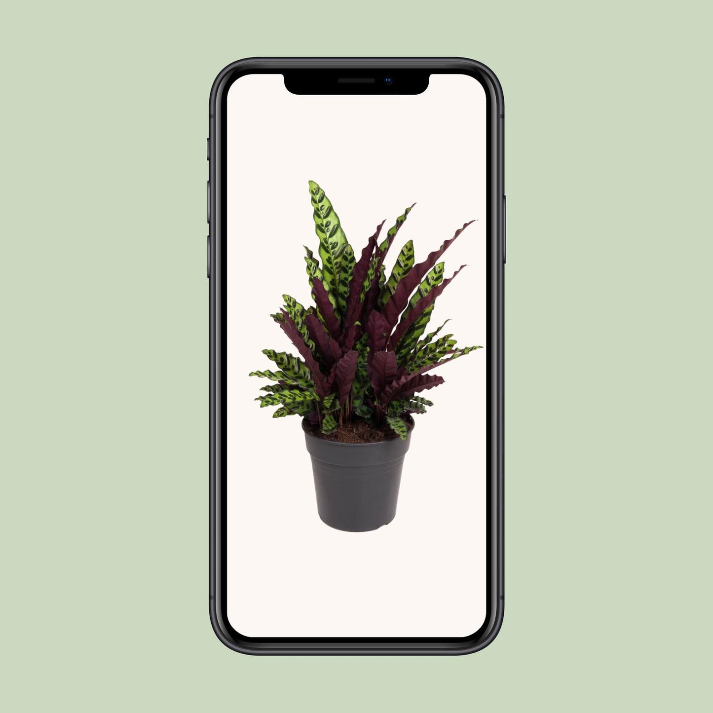 Calathea Lancifolia – Pflegeleichte Tropen-Zimmerpflanze Ø27cm