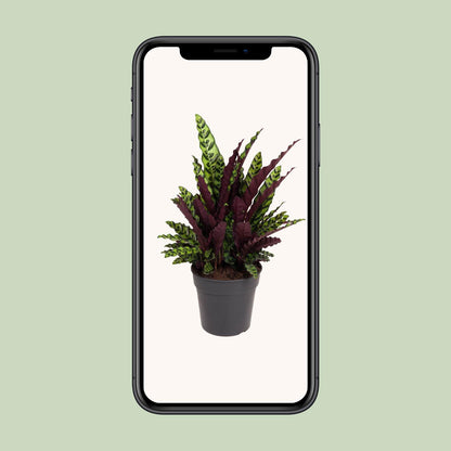Calathea Lancifolia – Pflegeleichte Tropen-Zimmerpflanze Ø27cm